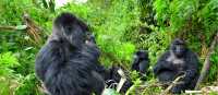 Gorilla trekking in Rwanda afford incredible wildlife experiences