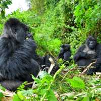Gorilla trekking in Rwanda afford incredible wildlife experiences