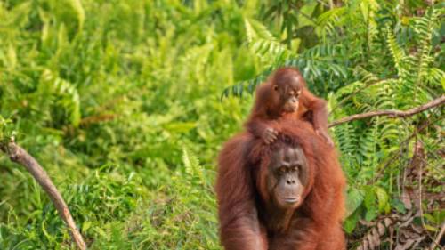 Wild Orangutan, Kalimantan, Borneo
