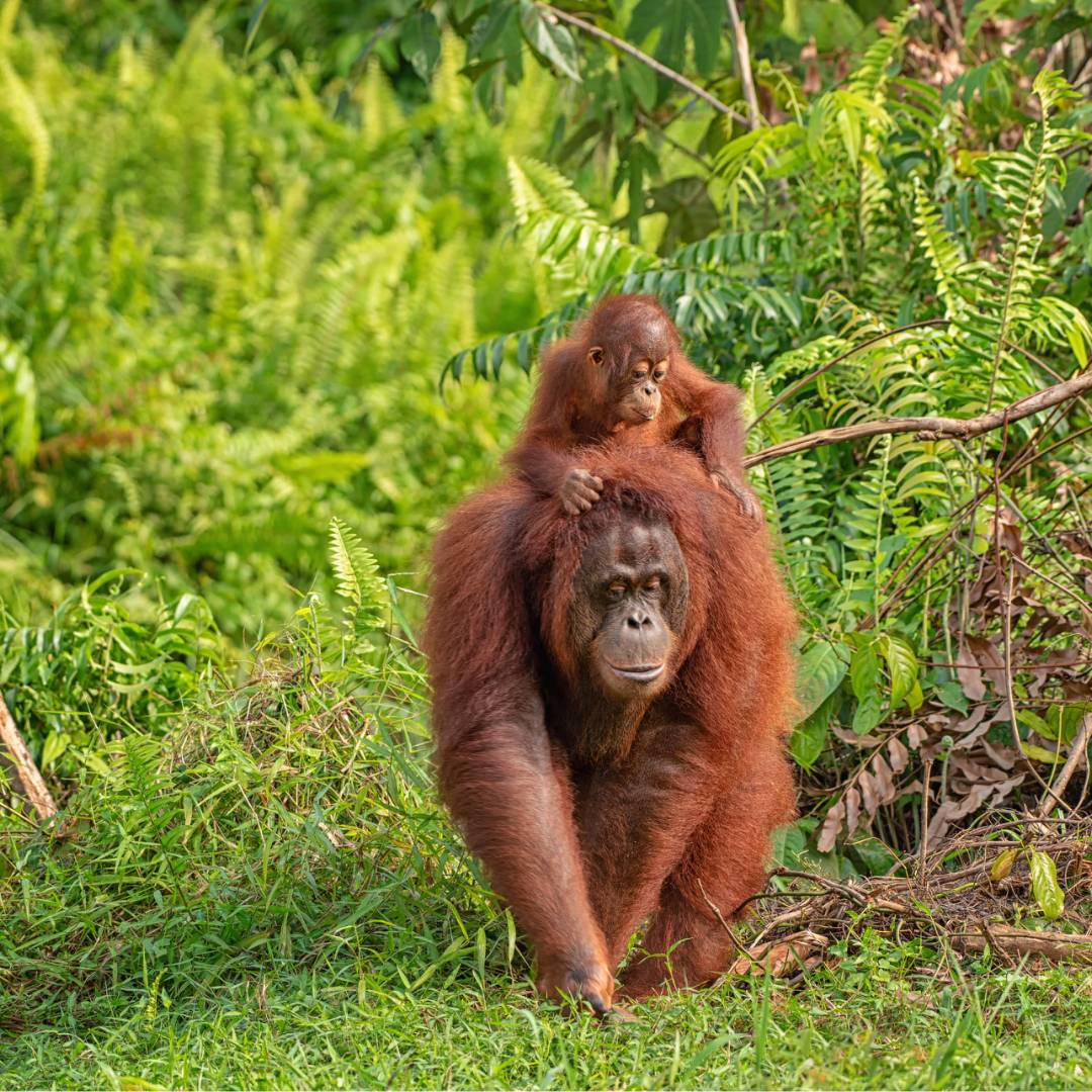 Wild Orangutan, Kalimantan, Borneo