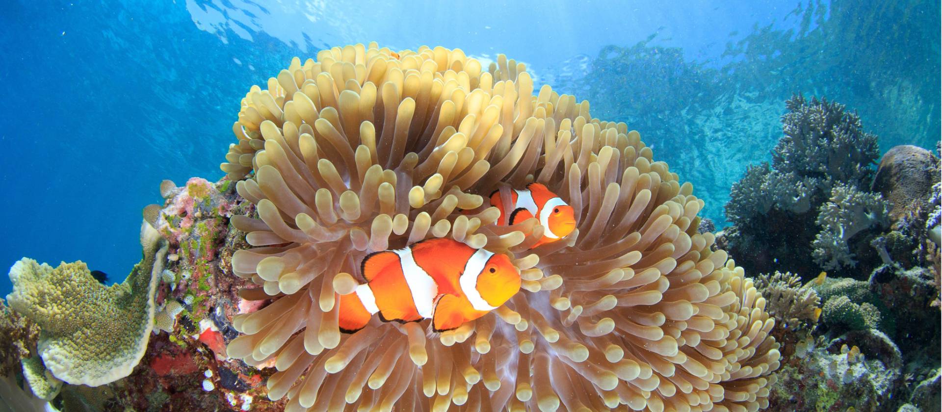 The diversity and colour of the 'Coral Triangle'