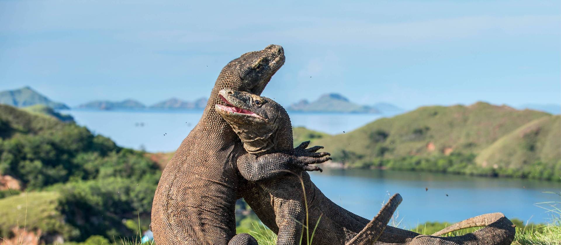A visit to see the Komodo Dragon's in Indonesia is an unforgettable experience
