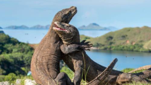 A visit to see the Komodo Dragon's in Indonesia is an unforgettable experience