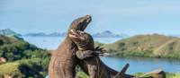 A visit to see the Komodo Dragon's in Indonesia is an unforgettable experience