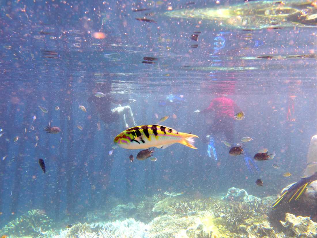 The colourful waters of Raja Ampat |  Rachel Imber