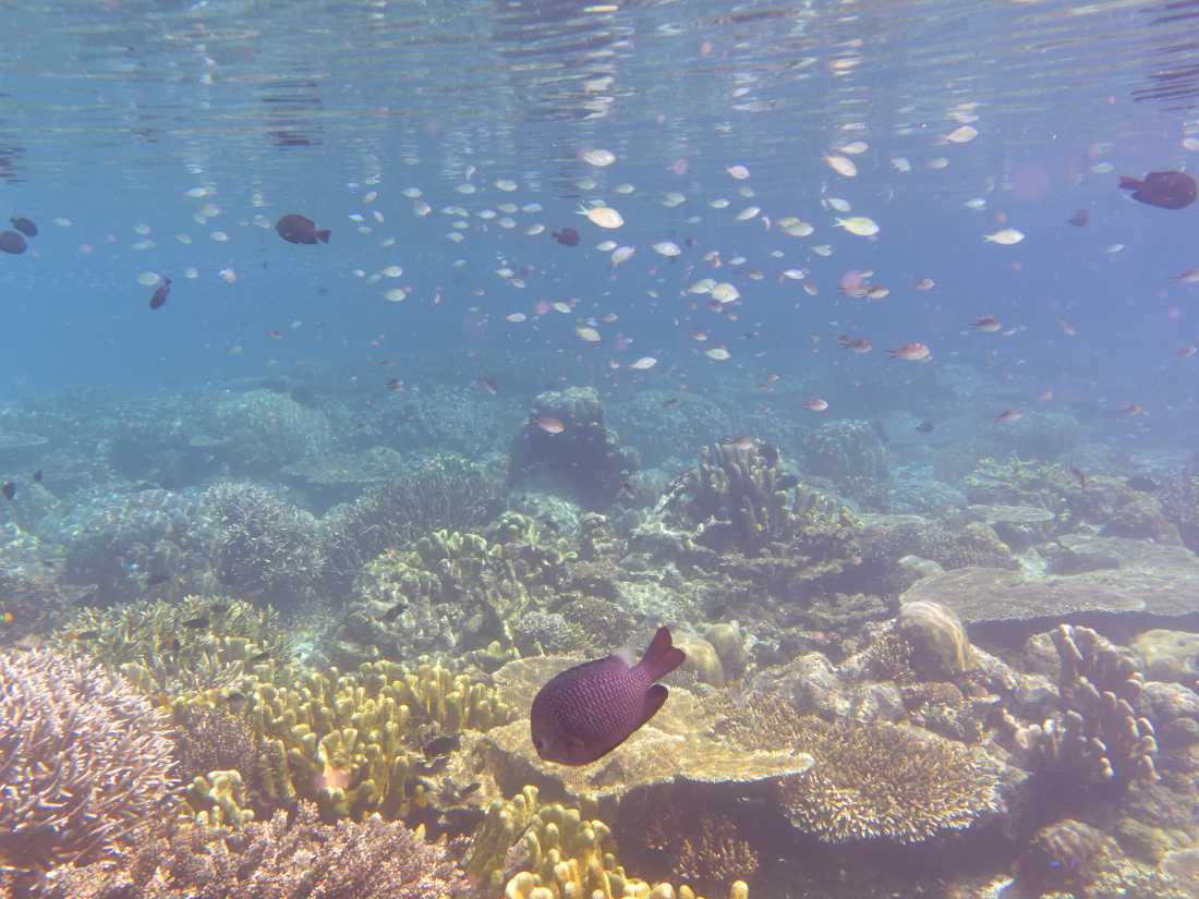 The vibrant waters of Raja Ampat |  Rachel Imber