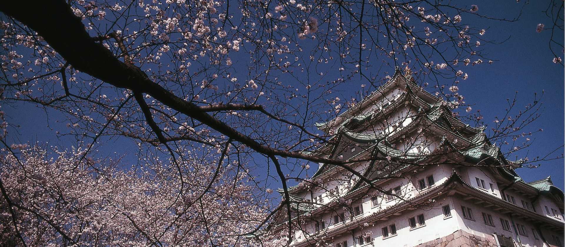 Japan's famous cherry blossom trees compliment the ancient Japanese architecture. | Richard I'Anson