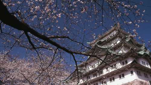Japan's famous cherry blossom trees compliment the ancient Japanese architecture. | Richard I'Anson