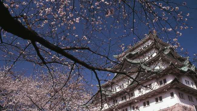 Japan's famous cherry blossom trees compliment the ancient Japanese architecture. | Richard I'Anson