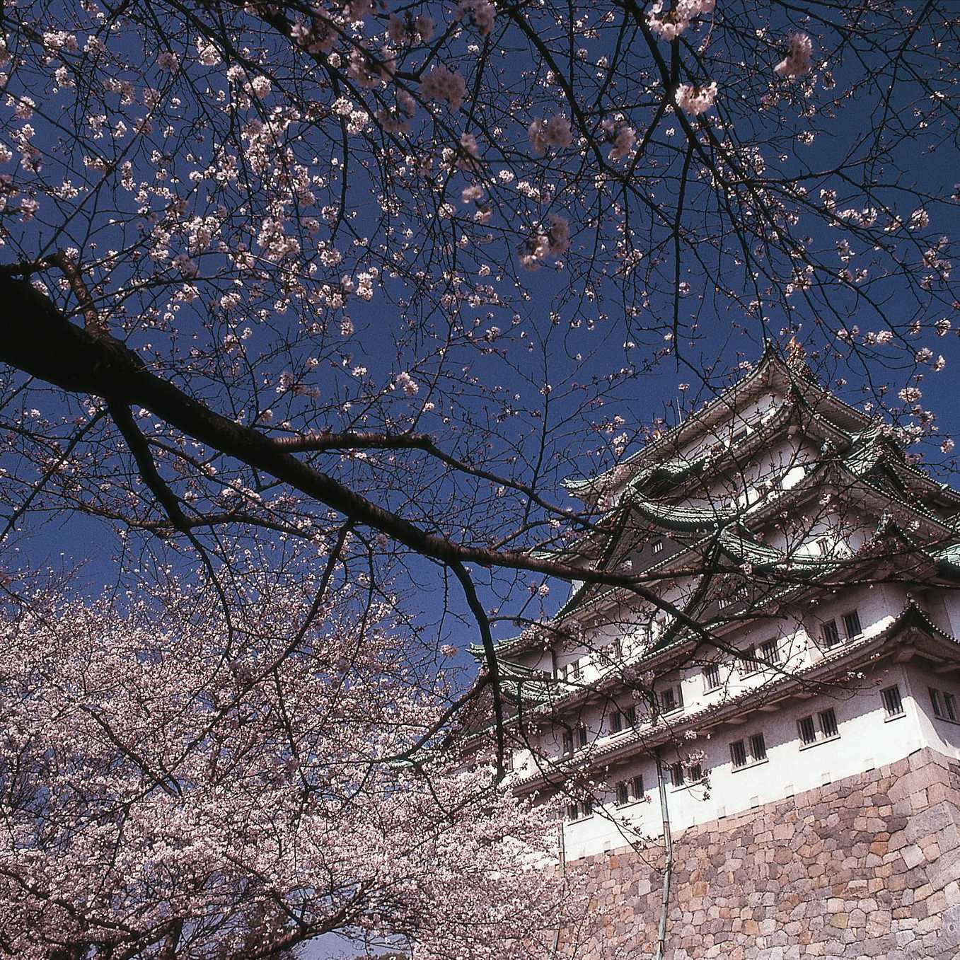 Japan's famous cherry blossom trees compliment the ancient Japanese architecture. | Richard I'Anson