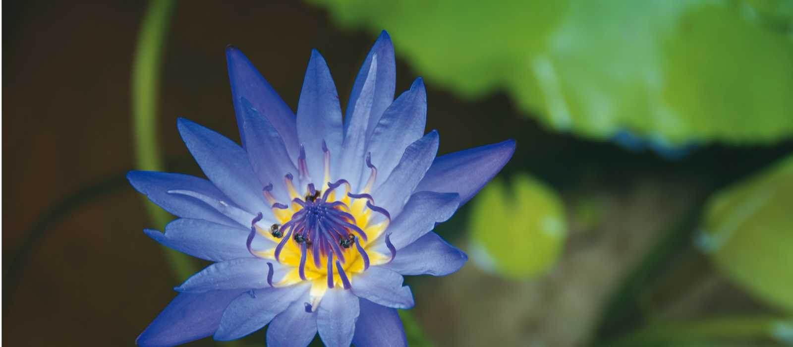 Lotus flower | Rachel Imber