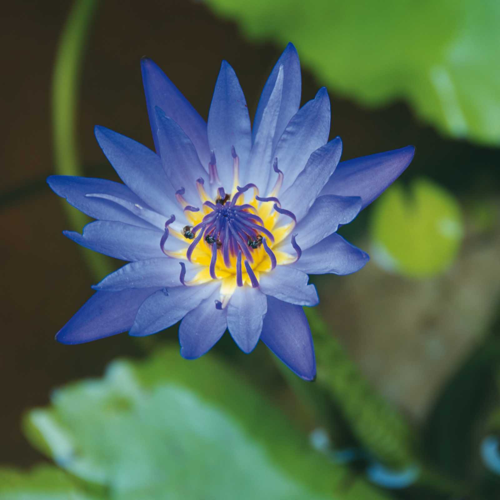 Lotus flower | Rachel Imber