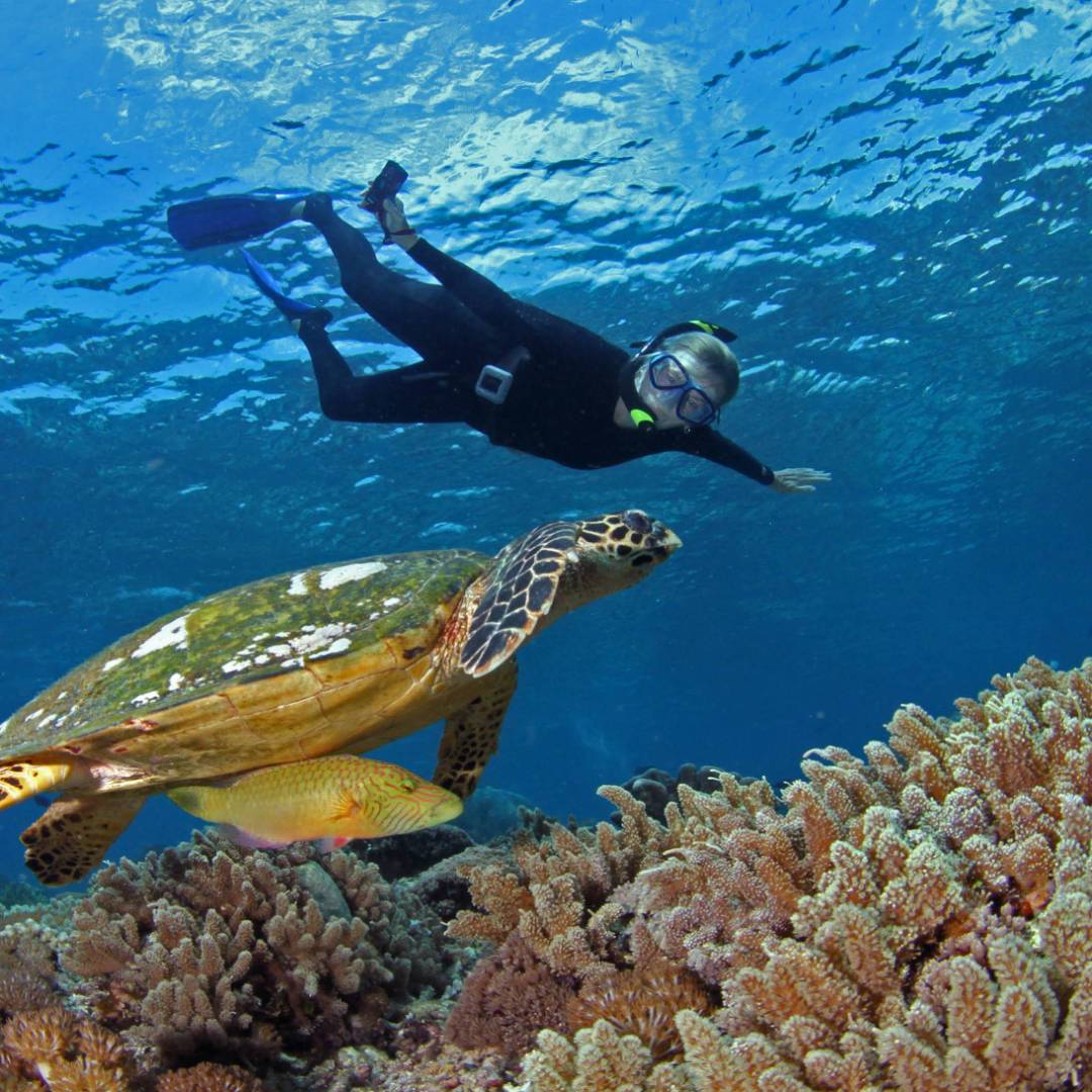 Close encounter with a Hawksbill Turtle in Palau