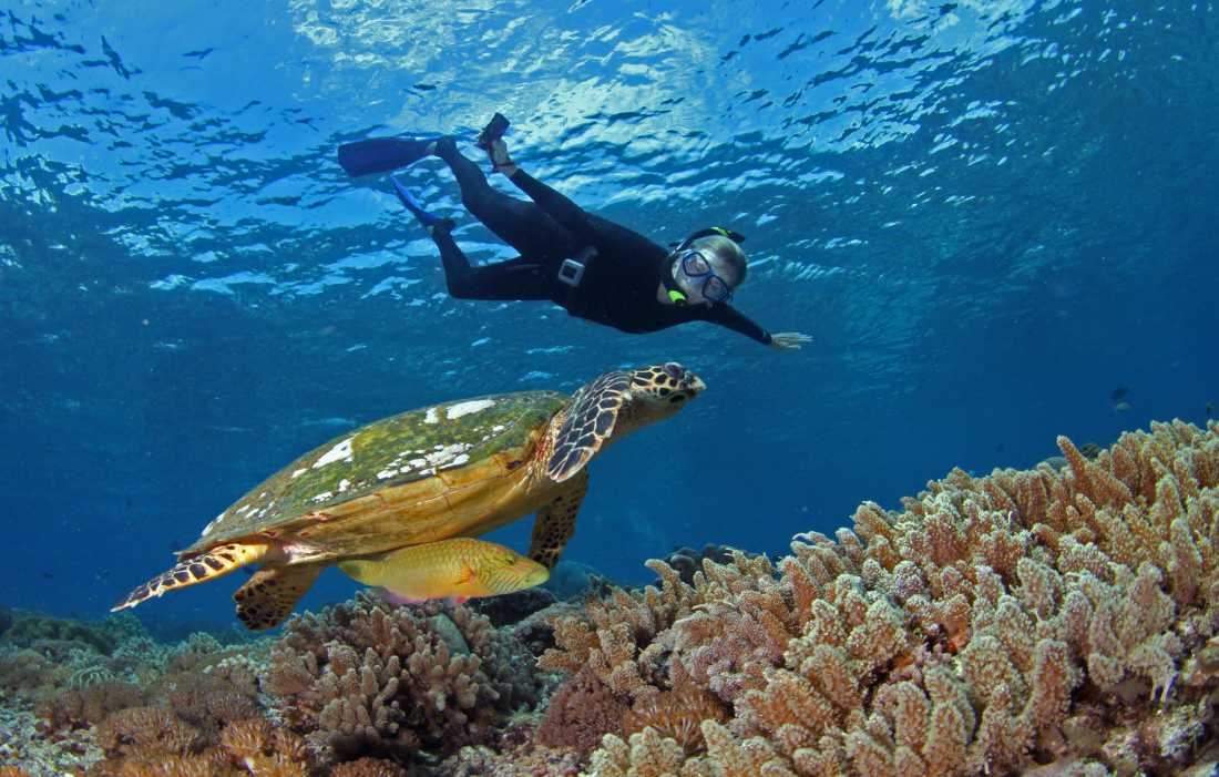 Close encounter with a Hawksbill Turtle in Palau