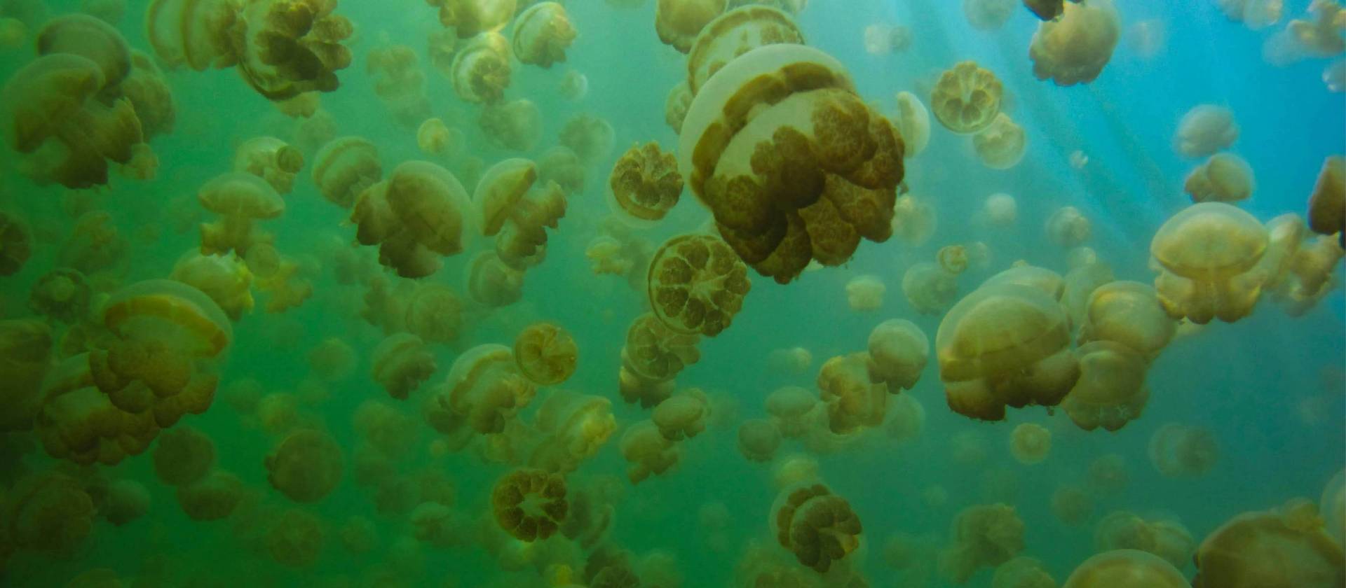 Jellyfish Lake in Palau | Sean Robertson