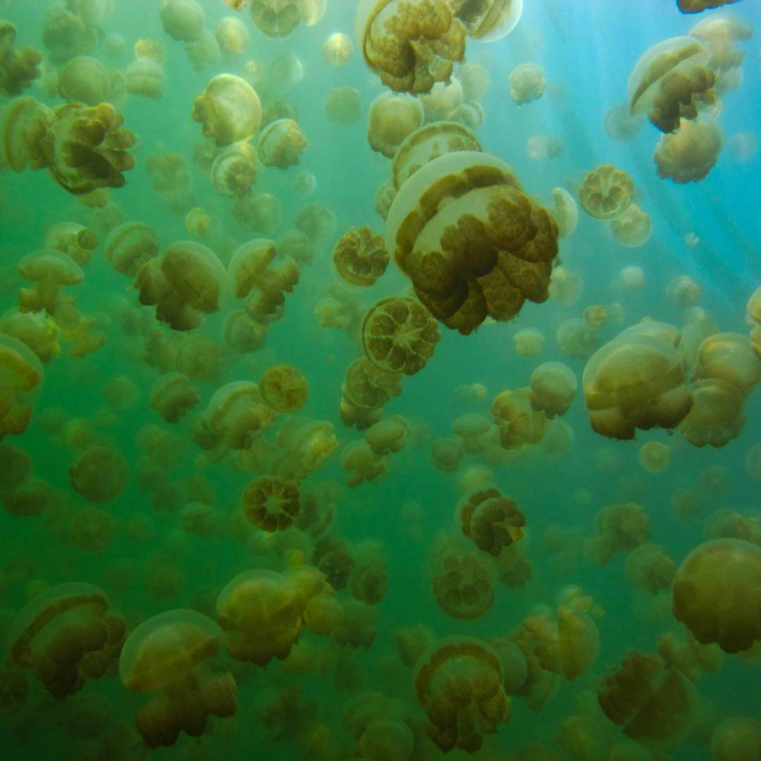 Jellyfish Lake in Palau | Sean Robertson