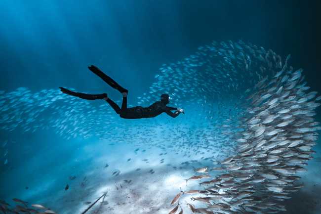 Marine life in abundance on Palau's coral reefs |  Josh Burkinshaw