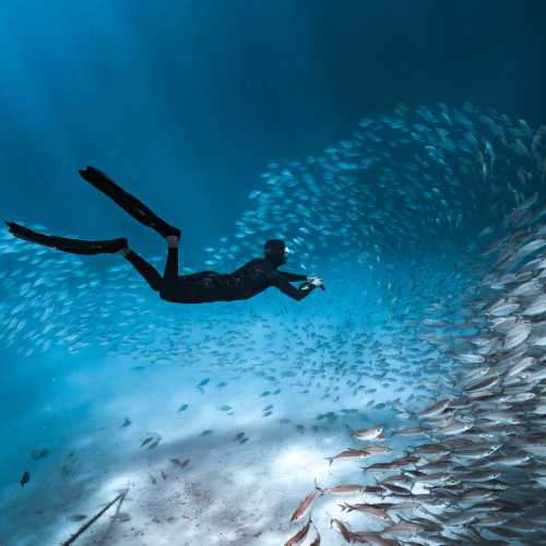 Marine life in abundance on Palau's coral reefs