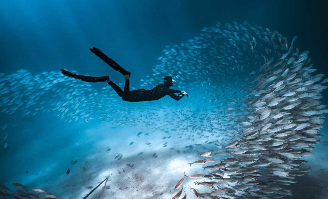 Marine life in abundance on Palau's coral reefs |  Josh Burkinshaw