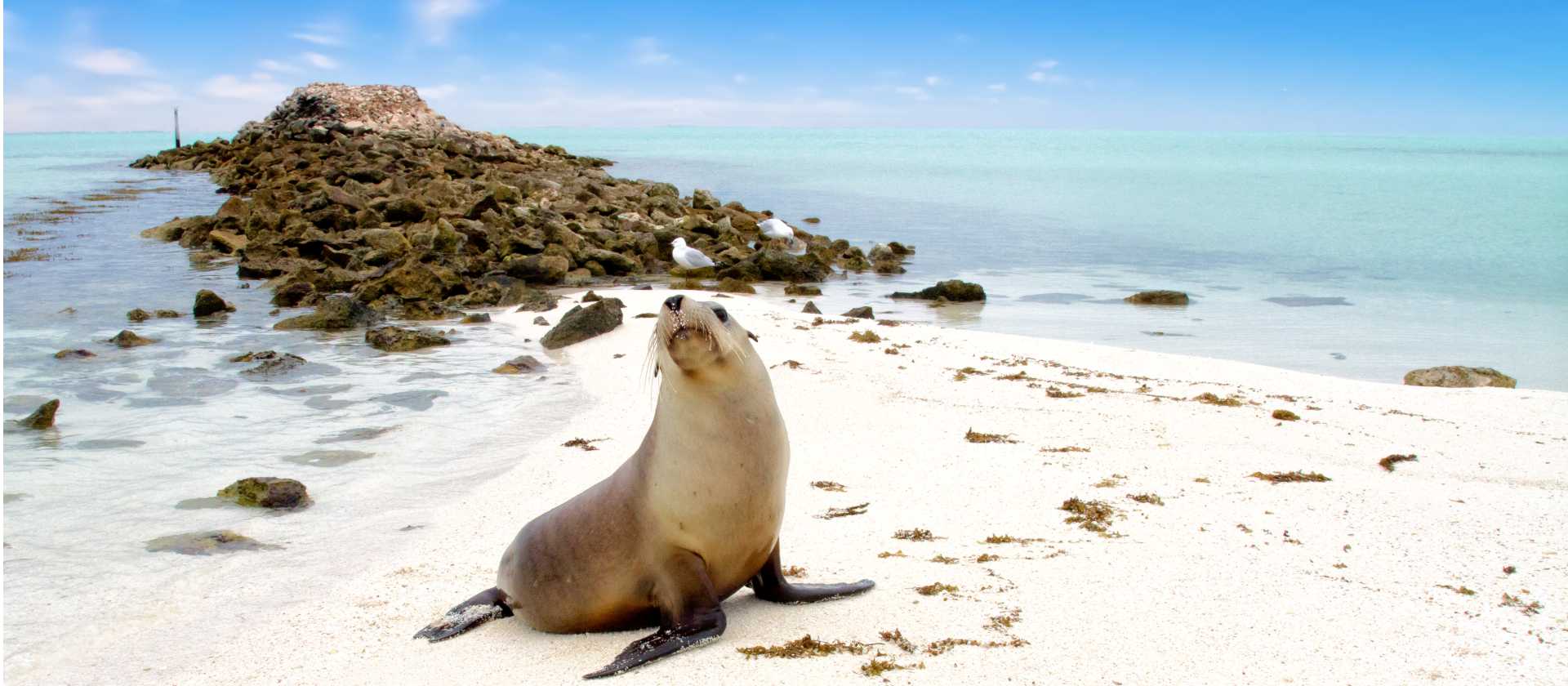 Australian Sea Lion, Abrolhos Islands | Australia's Coral Coast