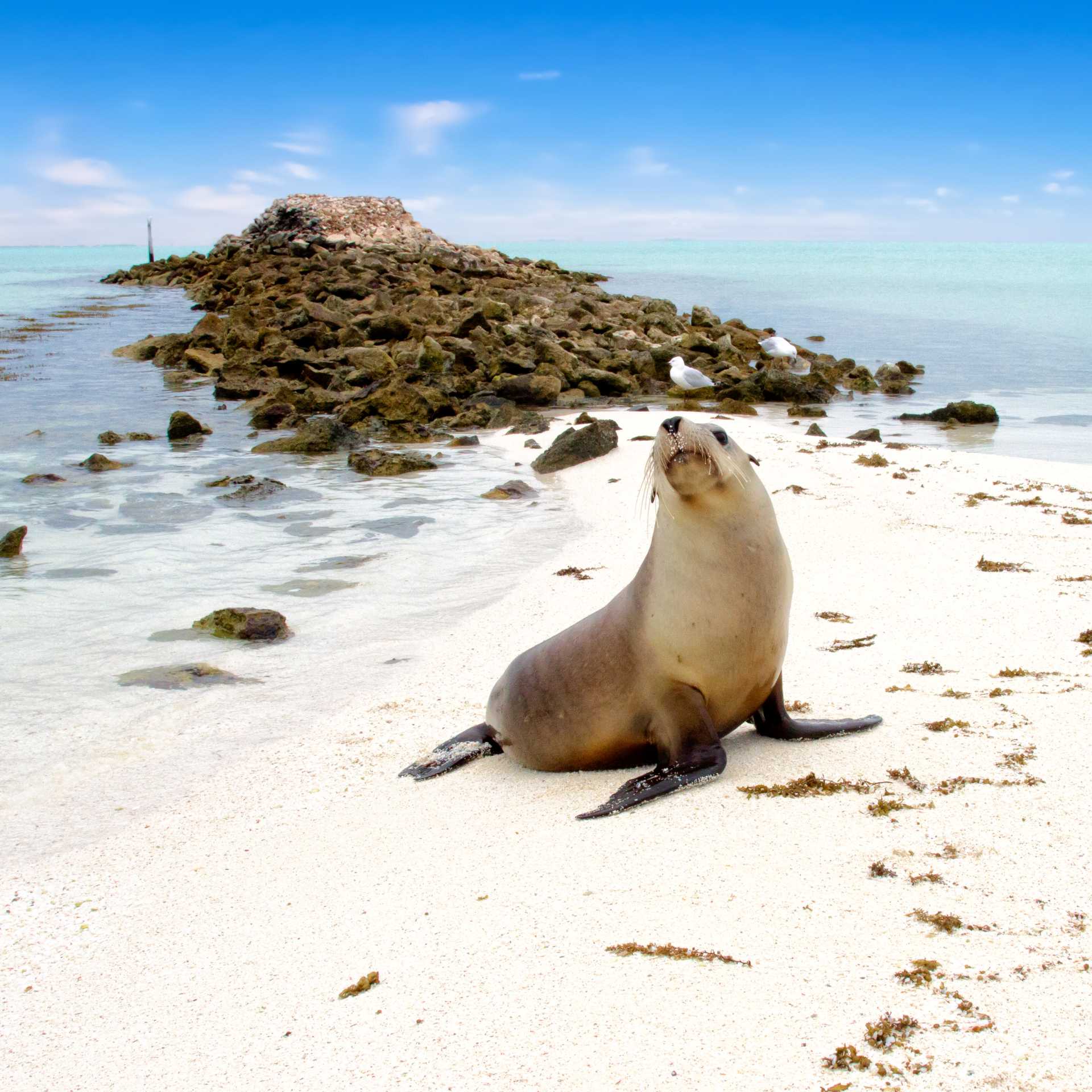 Australian Sea Lion, Abrolhos Islands | Australia's Coral Coast