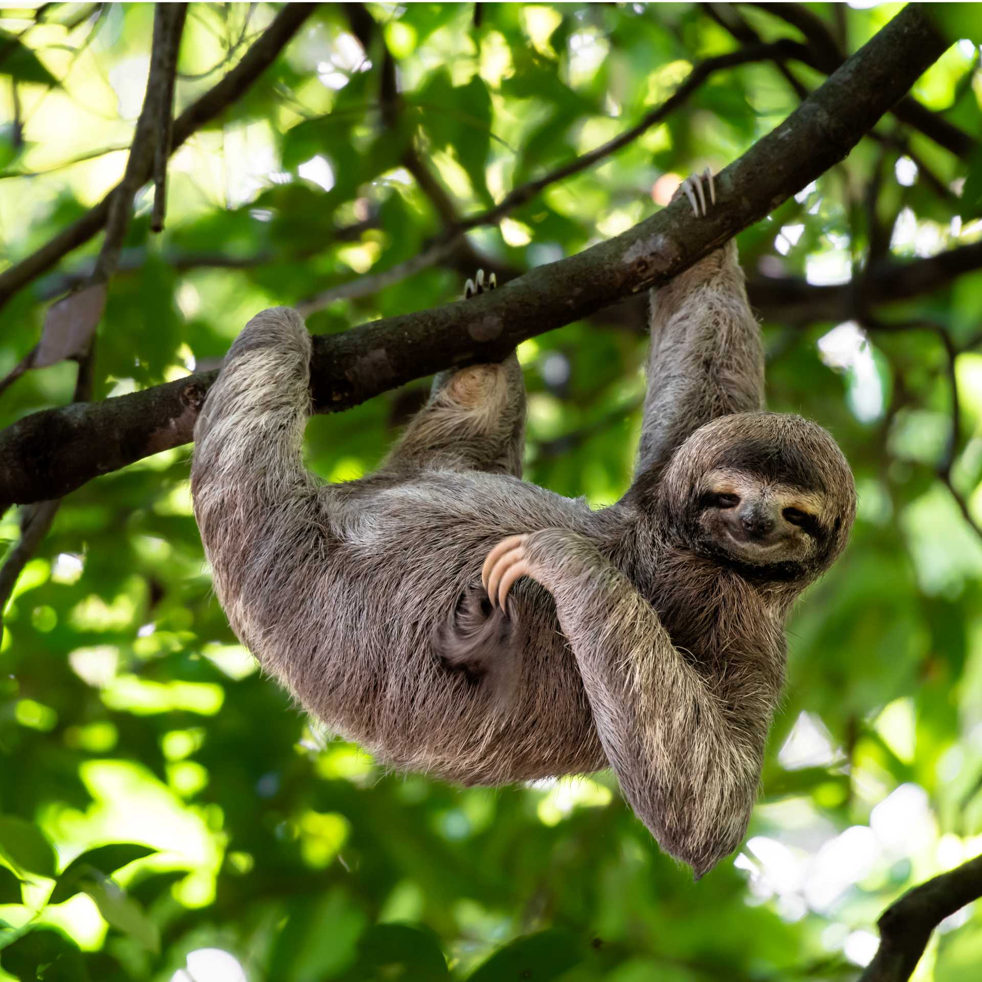 A cute sloth enjoying a belly scratch in the Costa Rican rainforest