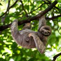 A cute sloth enjoying a belly scratch in the Costa Rican rainforest