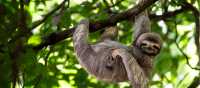 A cute sloth enjoying a belly scratch in the Costa Rican rainforest