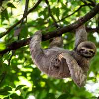 A cute sloth enjoying a belly scratch in the Costa Rican rainforest