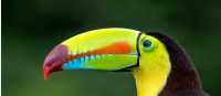 The iconic brightly colored Toucan