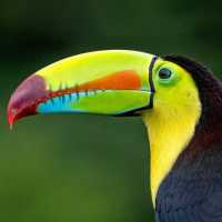The iconic brightly colored Toucan