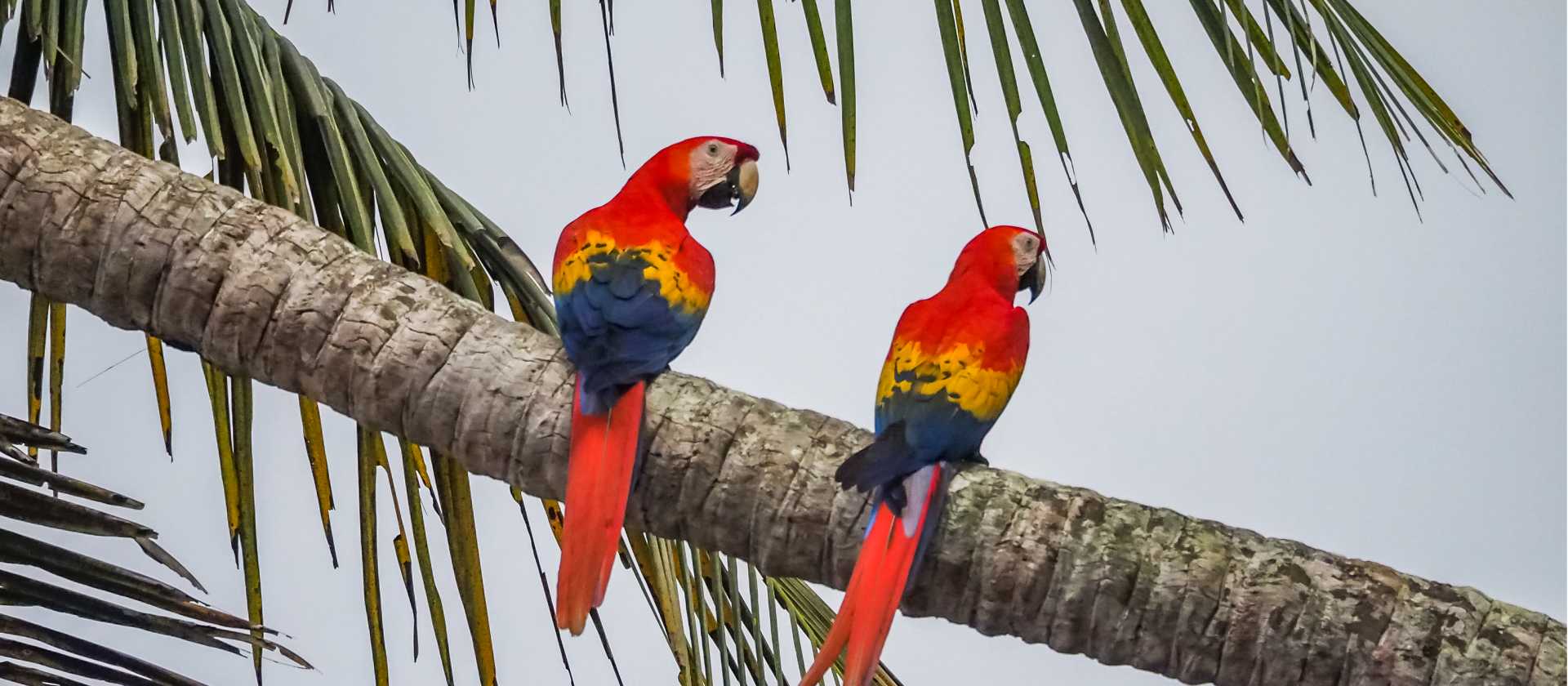 Macaws in Corcovado National Park