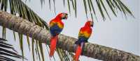 Macaws in Corcovado National Park