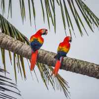 Macaws in Corcovado National Park