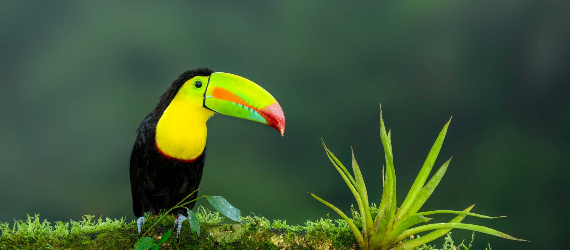 The iconic Toucan, a wonderful sight in the wild