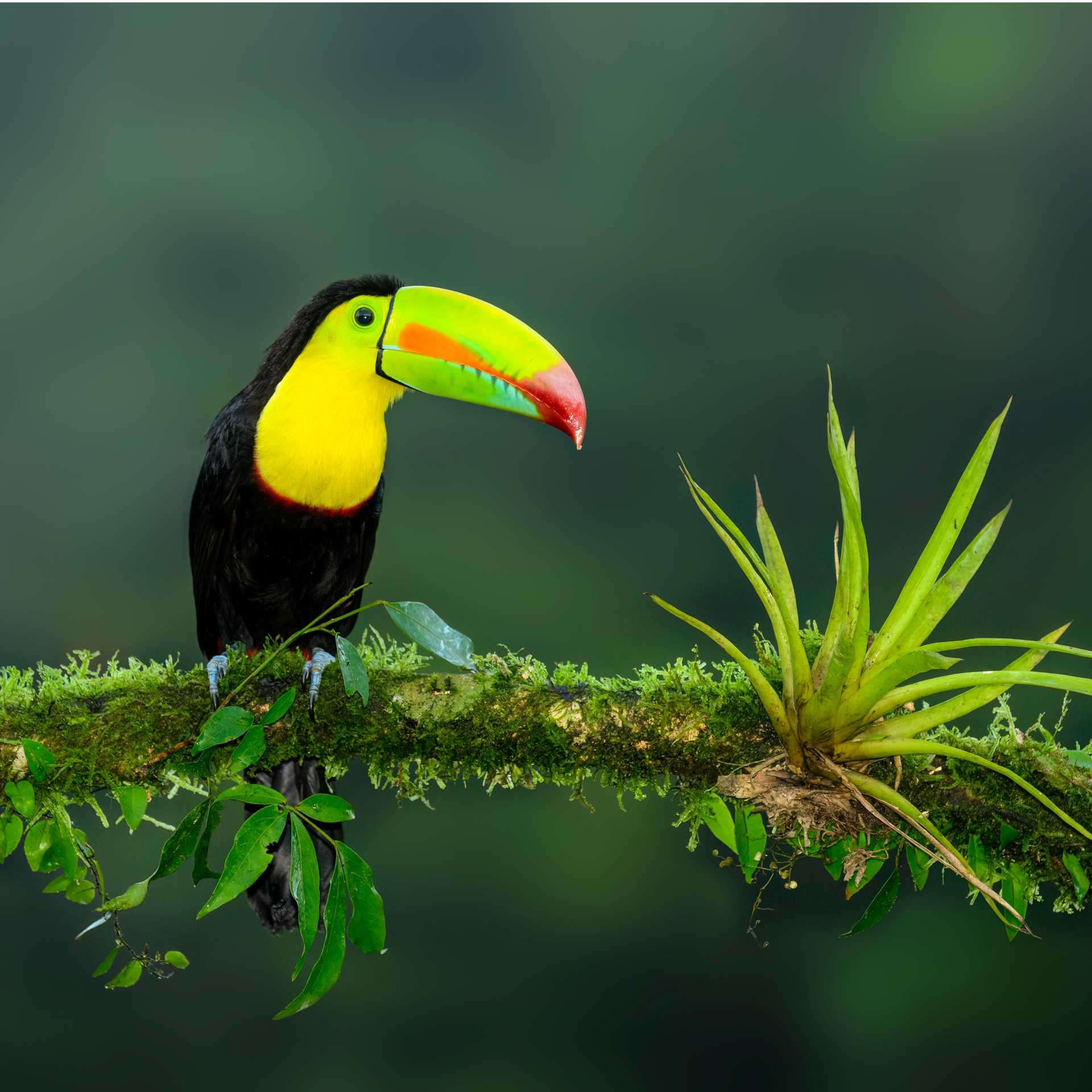 The iconic Toucan, a wonderful sight in the wild