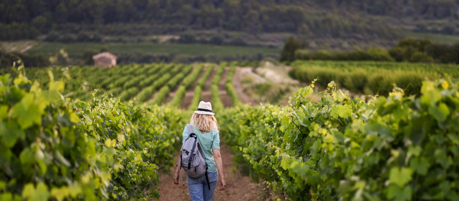 Roam through the vineyards of France
