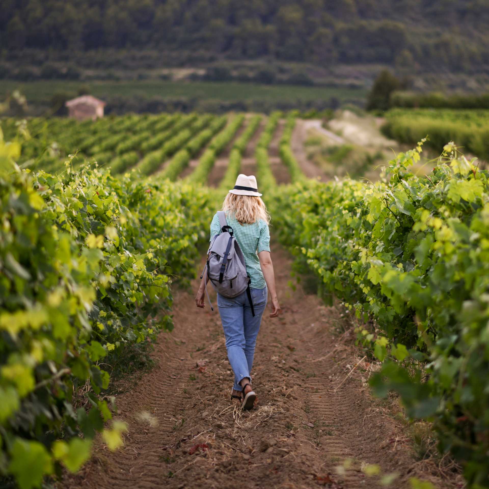 Roam through the vineyards of France