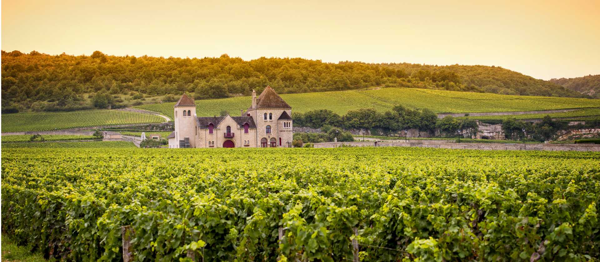 Sunset over the vineyards in Burgundy | Shutterstock