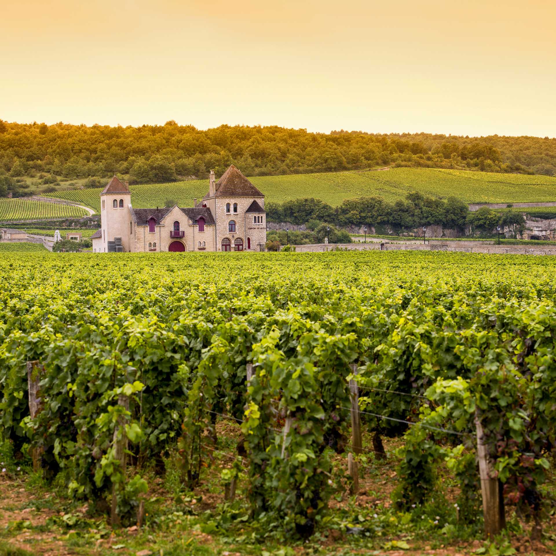 Sunset over the vineyards in Burgundy | Shutterstock