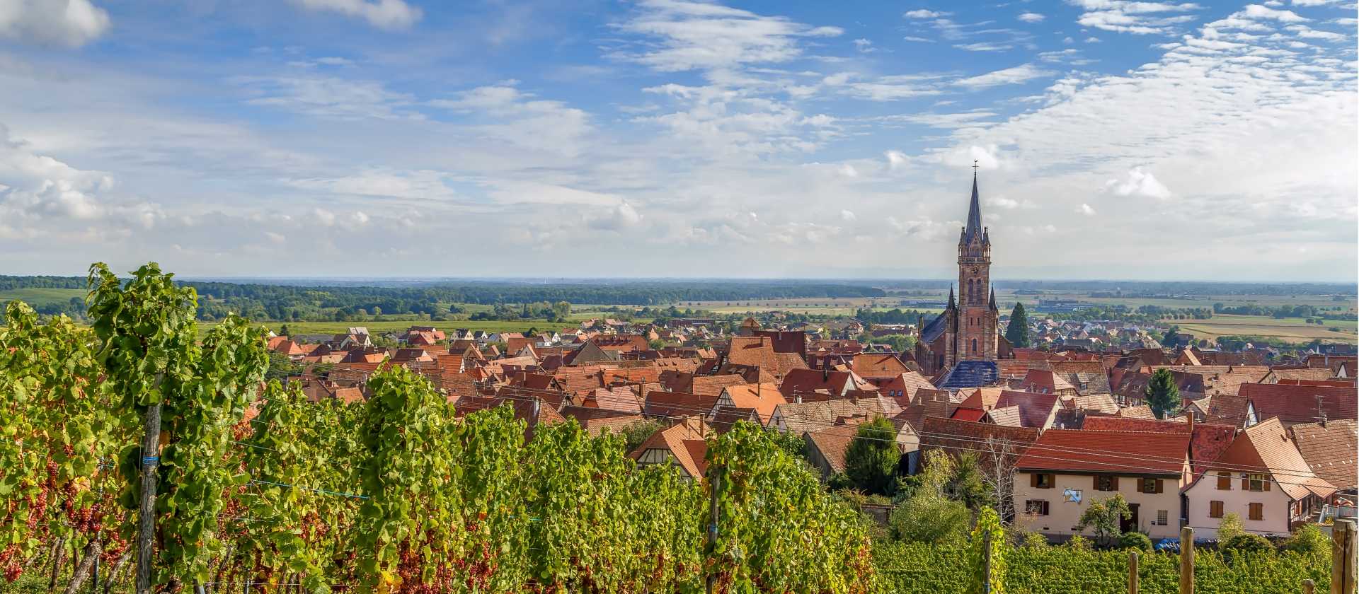Explore the vineyards of the Alsace region in France