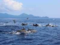 Dolphins in the Azores