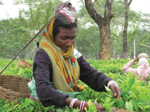 Local woman picking tea leafs&#160;-&#160;<i>Photo:&#160;Hugh Jenkinson</i>