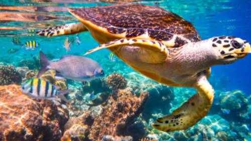 Snorkelling is one of the best ways to get up close and personal with marine life like the Hawksbill Turtle