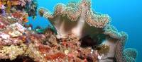 Stunning coral colours under the sea