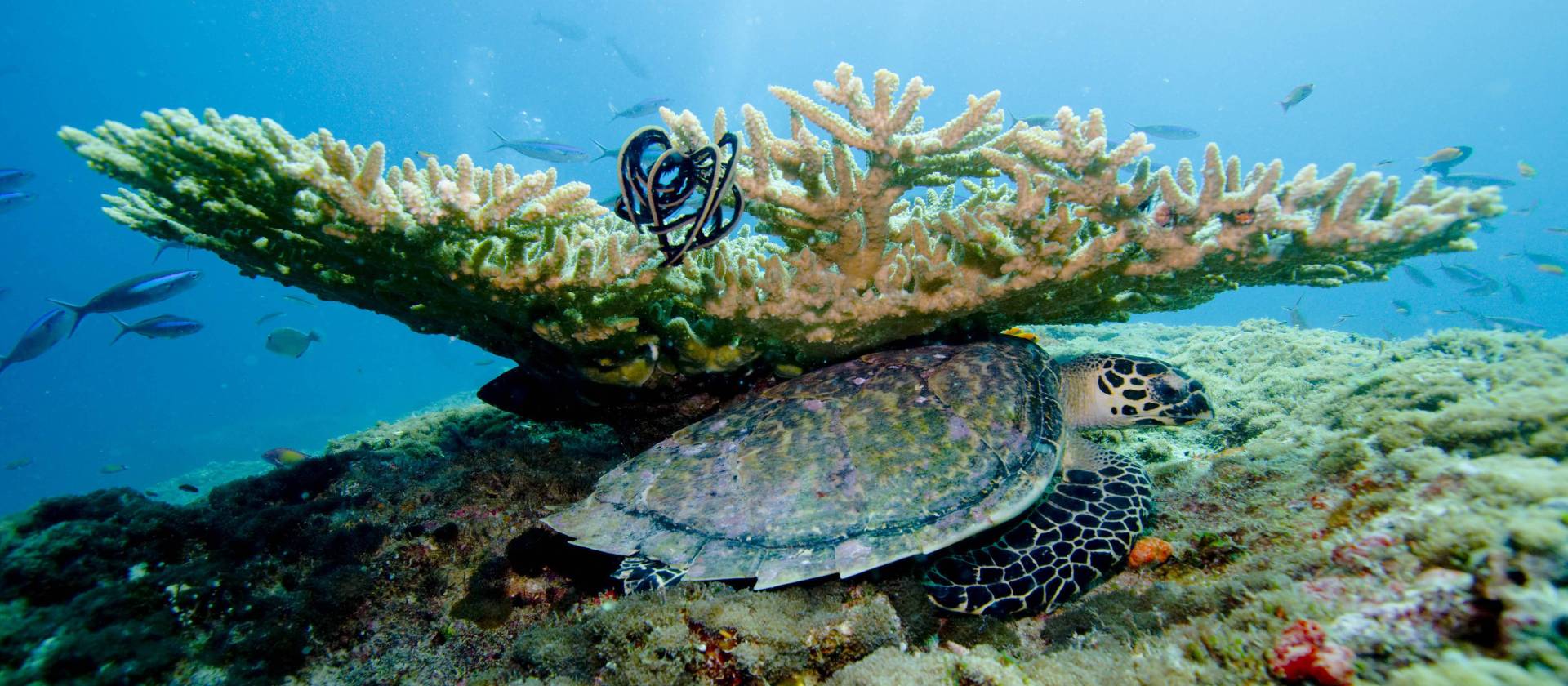 Beautiful underwater scenes