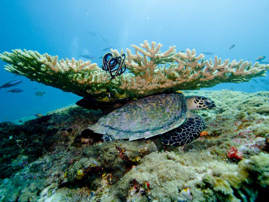 Beautiful underwater scenes