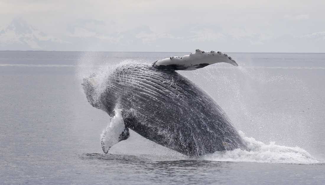 Humpback whale breaching in Frederick Sound Alaska