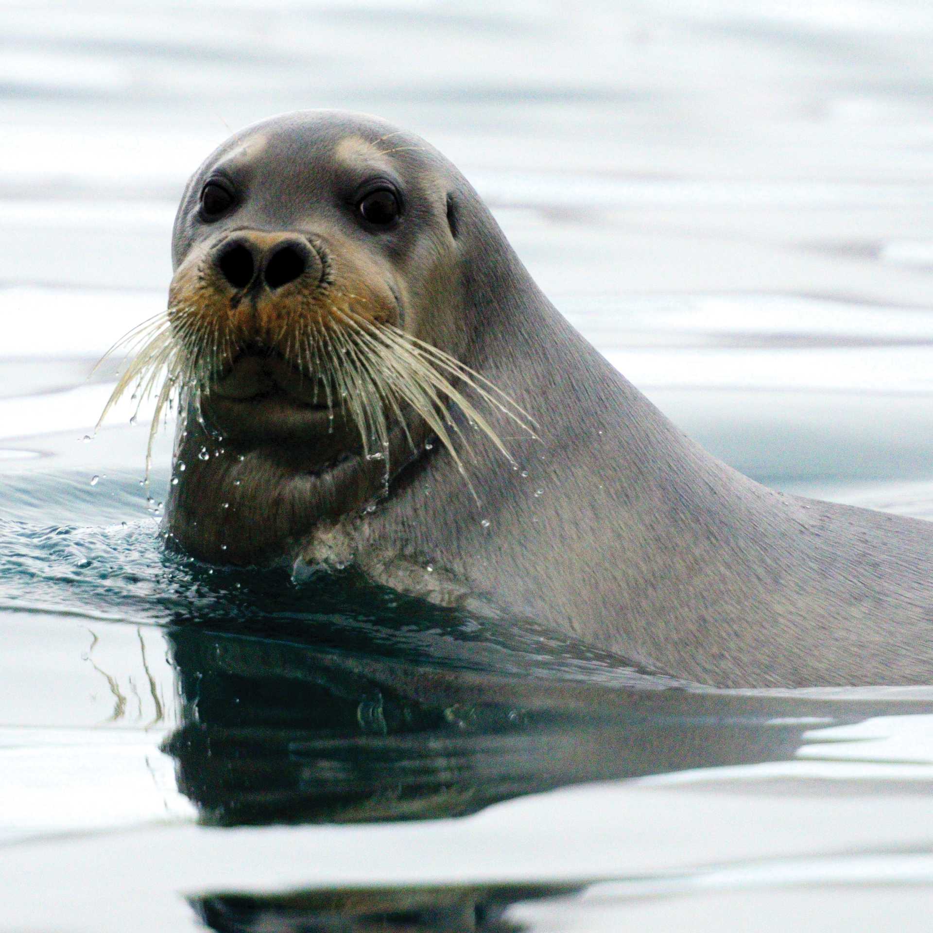 A curious Beared Seal | © Danny Catt