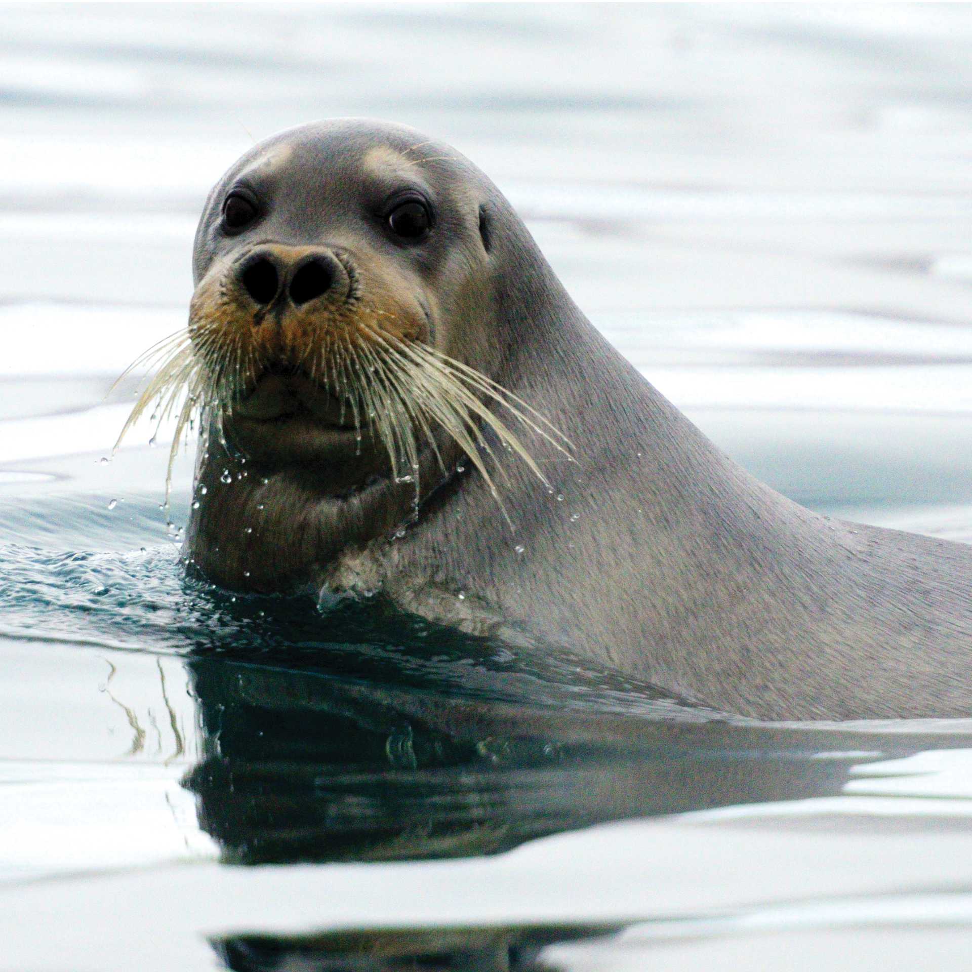 A curious Beared Seal | © Danny Catt